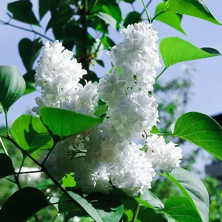 Apartamento Sopocki Dworek *