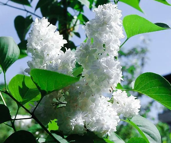 Appartement Sopocki Dworek *